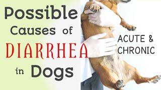 DIARRHEA in dogs philinsight [upl. by Kaazi]