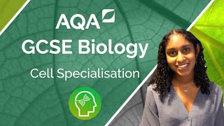 AQA GCSE Biology Cell Specialisation [upl. by Rasia]