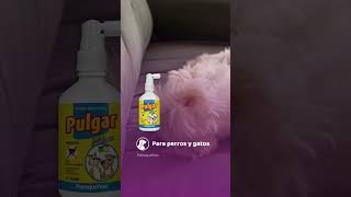 ¡Eliminá las pulgas con Pulgar Spray 🐾 [upl. by Schaffel]