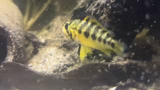 Apistogramma D37 [upl. by Nnod]