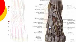 129 L Limb Extensor retinaculum د أحمد كمال [upl. by Nylrahc]