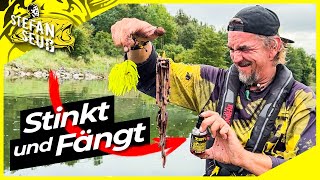 STINKT und FÄNGT Fisch ohne ENDE   Welsangeln im Minutentakt [upl. by Ayotyal]