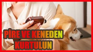 KÖPEKLERDE PİRE VE KENEYE KESİN ÇÖZÜM  İÇ VE DIŞ PARAZİT [upl. by Tevis591]