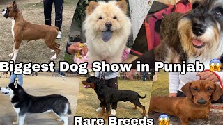 Biggest amp Amazing Dog show in Punjab KCI Dog Show [upl. by Jeniffer]