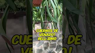 Helecho cuerno de venado plantas jardines jardineras [upl. by Elvie]