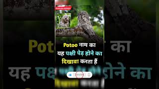 Amazing facts about potoo bird factsinhindi gk shortvideo [upl. by Aiset]