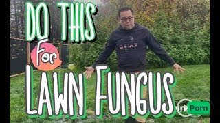 Assessing A Clients Lawn With Fungus and Standing Water Lets Talk Compaction SaveYourGreen [upl. by Nalak394]