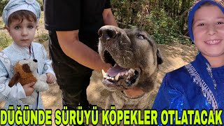 DÜĞÜN YAPMAK İÇİN KOYUN SÜRÜSÜNÜ KÖPEKLERE BIRAKTIAFYON DÜĞÜNÜ BÖYLE OLURSEL SELAMET [upl. by Aronow662]