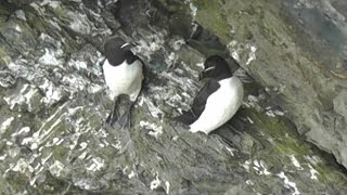 Razorbill Colony in Cornwall  Razorbills [upl. by Erde60]