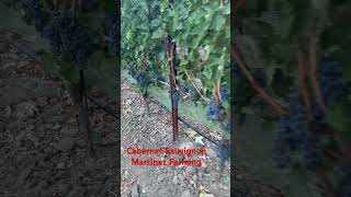 Cabernet Sauvignon shortsyoutube trabajodecampo trabajodecampo pasorobles [upl. by Dustan154]