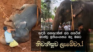 හදිසි අනතුරකින් අප අතරින් වෙන්වූ මදූ 🥲 Muthiyangane Madu elephant hasthiofficial [upl. by Rieth649]