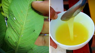 How to make organic Pesticide Insecticide Fungicide for all plants Amazing all in one solution [upl. by Ynaffi440]