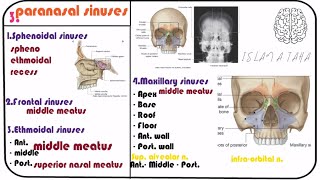 3 Paranasal sinuses  maxillary sinus anatomy [upl. by Eillat393]