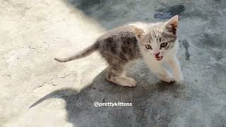 Cat Meowing Loudly Sound Effects  Baby Cat Meowing Sound  Pretty Kittens ❤️😺 [upl. by Inga]