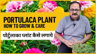 Moss Rose Plant Care I How to grow Portulaca Plant from cutting I पोर्टुलाका प्लांट कैसे लगाये [upl. by Igenia]