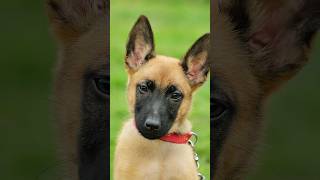 Belgian Malinois training dog malinois becgiegermanshepherd chó pets dog [upl. by Eerihs]