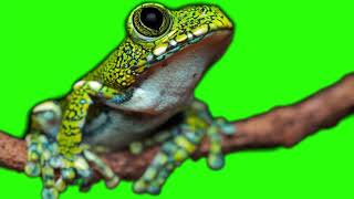 FREE green screen stock footage LEPTOPELIS VERMICULATUS frog different angles  FUNKY music [upl. by Oiled]