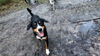 Entlebucher dogs walk in the forest with friends shepher and labrador [upl. by Illek]