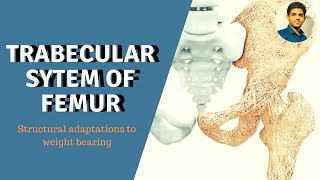 TRABECULAR SYSTEM OF FEMUR STRUCTURAL ADAPTATIONS TO WEIGHT BEARING [upl. by Ajaj729]