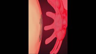 Egg releasing from ovum PCOS AND Menstruation  3D Animation [upl. by Hallett28]