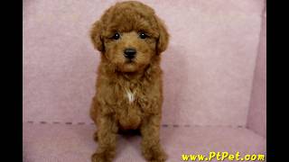 0714 紅貴賓 poodle 公幼犬日新犬舍 [upl. by Odlavu]