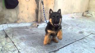 Dressager chiens berger allemand petit bebe de 2 mois [upl. by Anim]