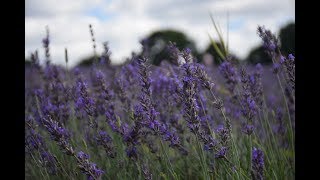 Mayfield Lavender Farms [upl. by Guevara]