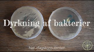 Dyrkning af bakterier  Undersøg antibiotika [upl. by Amapuna184]