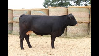 TA FOREVER LADY 042H SimAngus™ Bred Cow Online at Tays Realty amp Auction LLC [upl. by Rizika976]