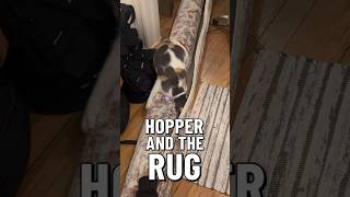 Hopper’s new obsession the rug [upl. by Roanna131]