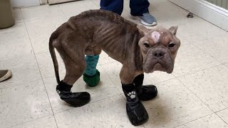 Full Video Emaciated Puppy Left for Dead Due to Severe Neglected [upl. by Raffaello818]