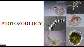 What is Protozoology [upl. by Atilem]