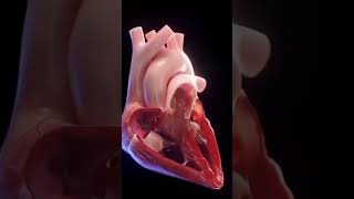 3D structure of heart  Anatomy and physiology of human heart  anatomy physiology shorts [upl. by Oj74]