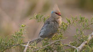 Bluenaped Mousebirds in Kenya [upl. by Enillebyam]