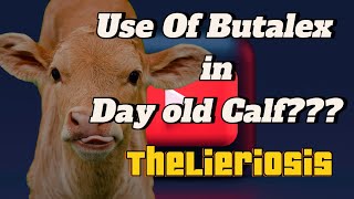 Theileriosis In Cattle Symptoms  Theileria In Cattle  Theileriosis Treatment in Cattle [upl. by Gareri3]