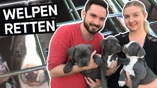 Hunde retten Das schmutzige Geschäft mit Hundewelpen im Internet  PULS Reportage [upl. by Akieluz]