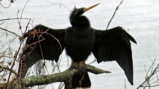 Anhinga SnakeBird Calls FYV [upl. by Gombosi]