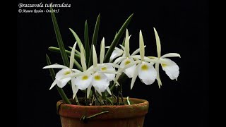 Brassavola tuberculata na Pedra Phaius e muito mais [upl. by Aihcropal]