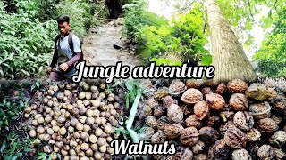 GAMVA NA KHAGA LONACollecting wild walnutsjungle adventurewalnut season [upl. by Ehtiaf654]