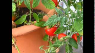 Come coltivare i pomodori nel terrazzo [upl. by Ytok]