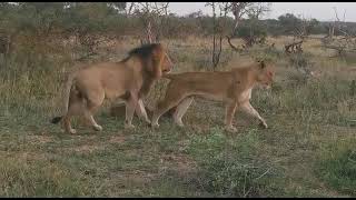 Young Vurhami male lion mating [upl. by Anirual]