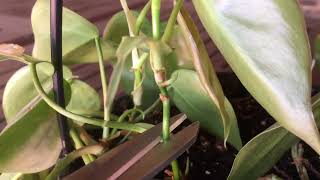 Philodendrons propagation quick tutorial [upl. by Bartolomeo]