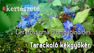 Ceratostigma plumbaginoides  Tarackoló kékgyökér [upl. by Haneekas45]