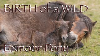 The Birth of Argaty wild Exmoor Pony Foal at Bamff Wildland 2024 [upl. by Beard948]