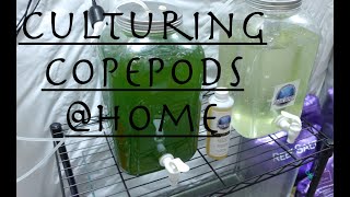 Culturing Tiger Copepods Home DIY [upl. by Yevoc]