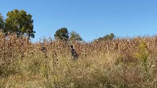 Perryville KY Civil War reenactment 160th anniversary 2022 battle part 9 [upl. by Roban724]