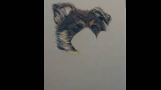 How to draw a realistic german shepherd pup with pastel pencils on velours paper [upl. by Onitsuaf]