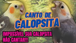 canto de calopsita 1 hora de canto de calopsita para ensinar a sua calopsita a cantar [upl. by Alurta]