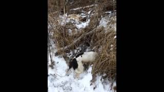 springer spaniel hunting [upl. by Acissehc]