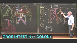 Anatomie du gros intestin colon Abdomen 7 [upl. by Airetas448]